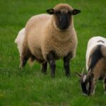 sheep, goat, dwarf goat-5803258.jpg