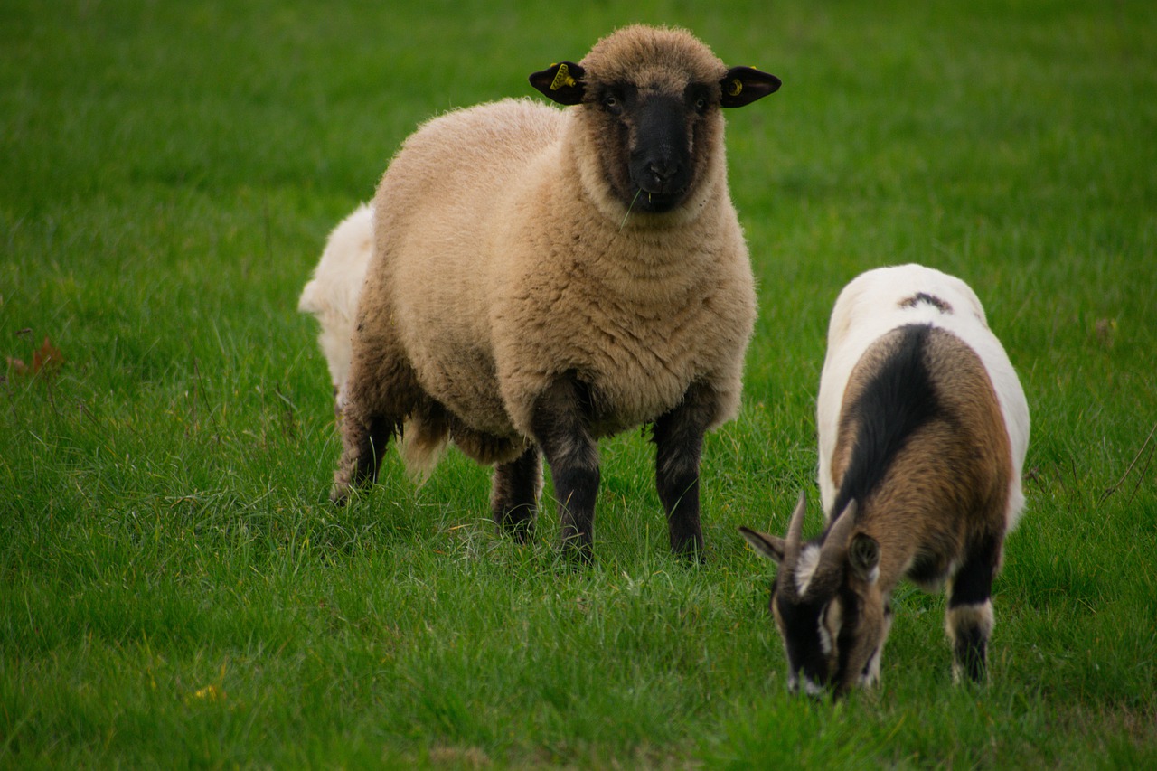 sheep, goat, dwarf goat-5803258.jpg